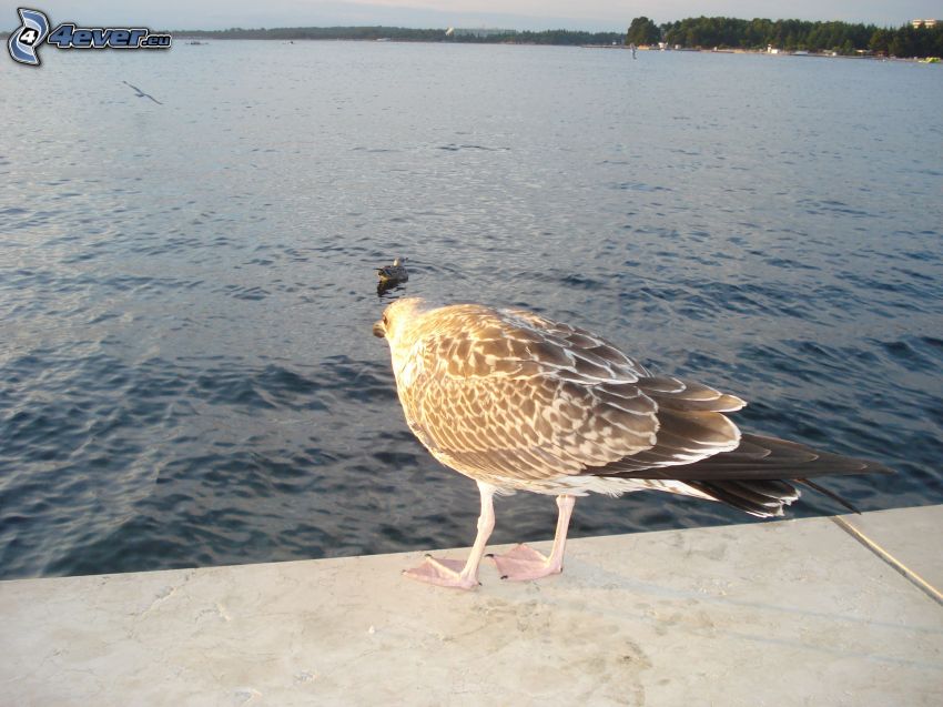 seagull, water