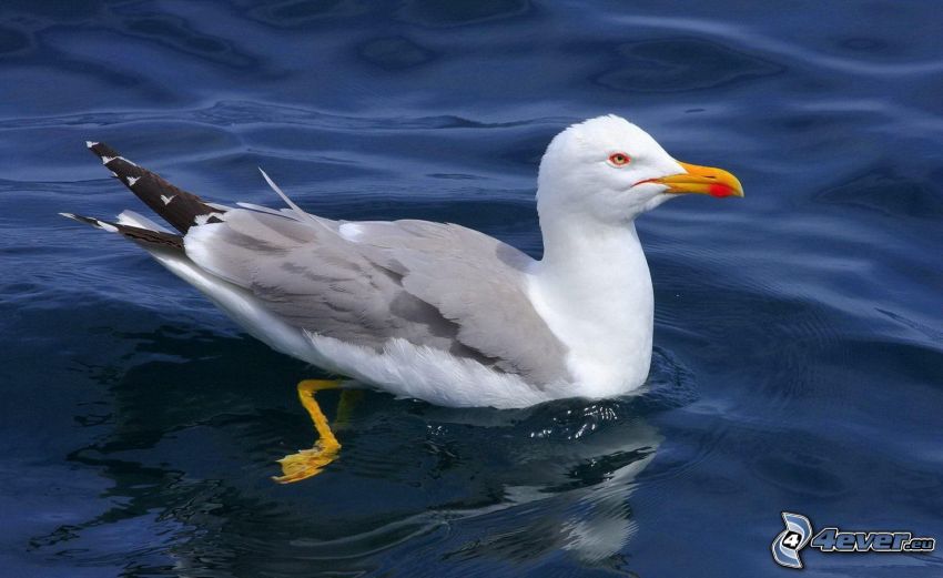 seagull, water