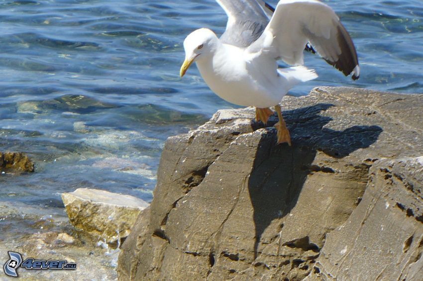 seagull, wings, rock in the sea