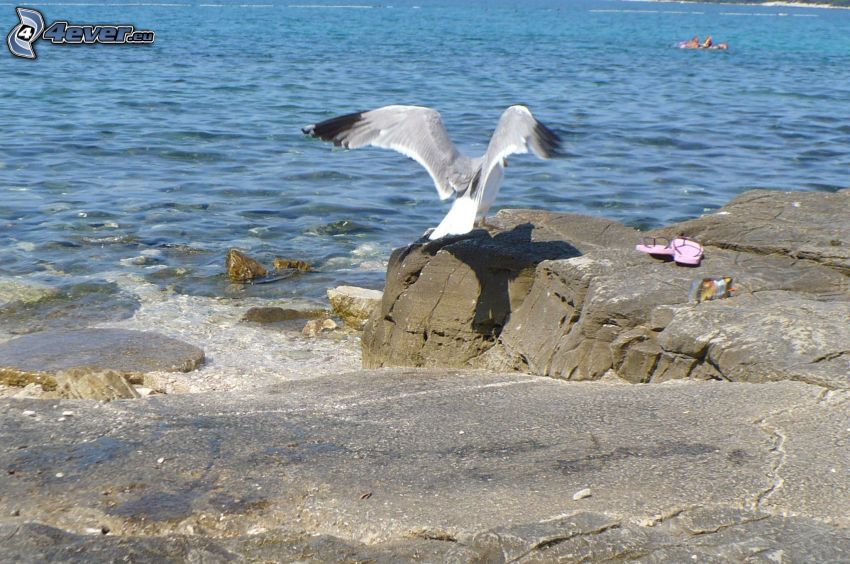 seagull, wings, rocks in the sea