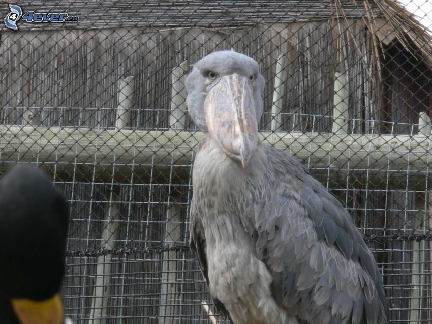 Shoebill African, wire fence
