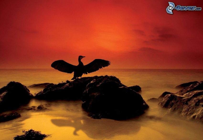 silhouette of the bird, rocks in the sea, red sky