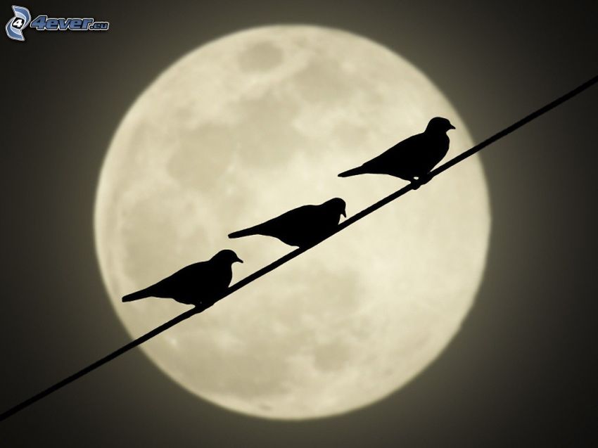 silhouette of the bird, wire, Moon
