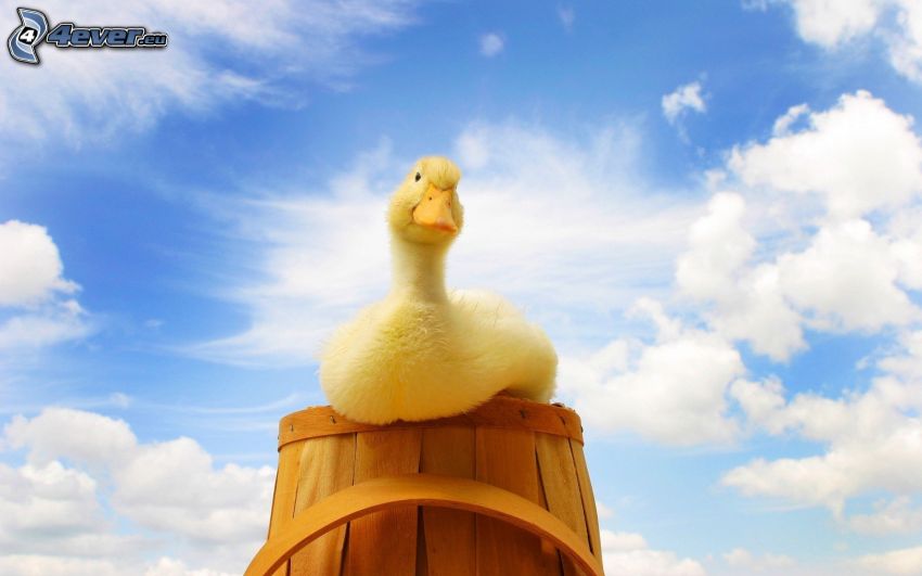 small yellow goose, barrel, sky, clouds