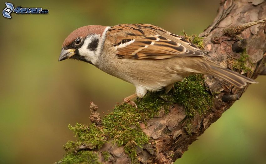 sparrow, branch, moss
