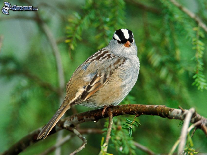 sparrow, branch