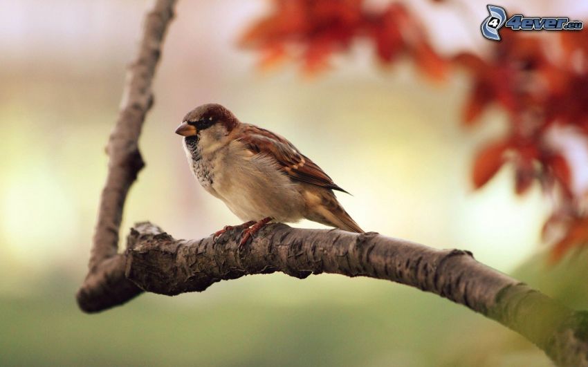 sparrow, branch