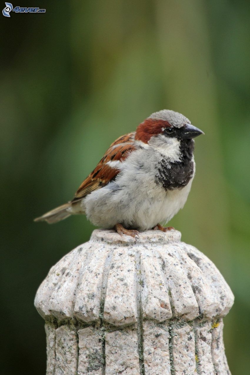 sparrow, column