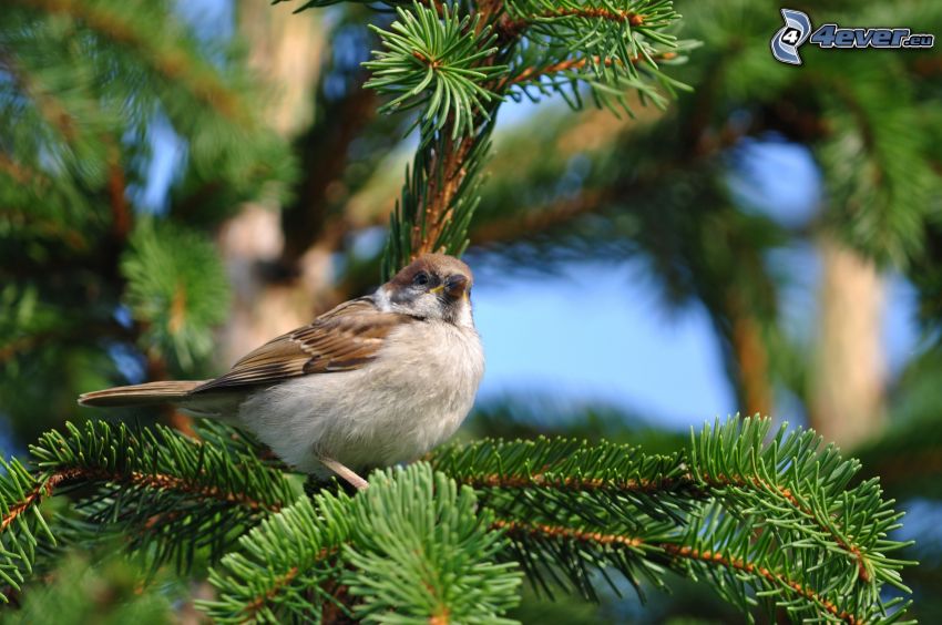sparrow, conifer twig