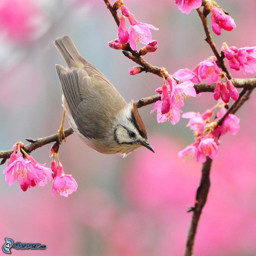 sparrow, flowering twig, pink flowers