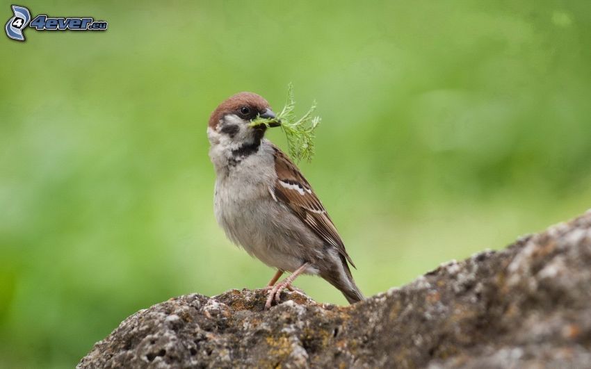 sparrow, rock