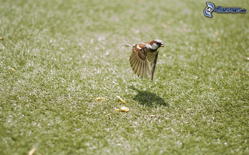 sparrow, take-off