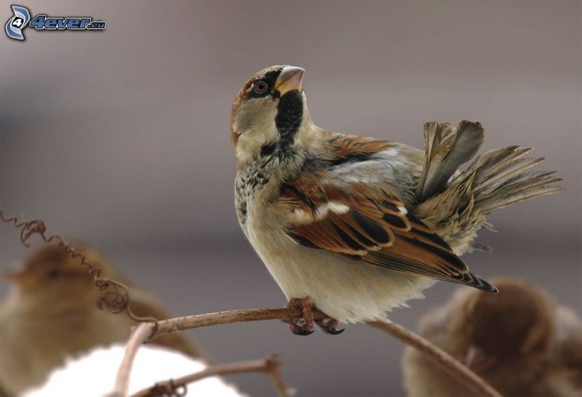 sparrow, twig