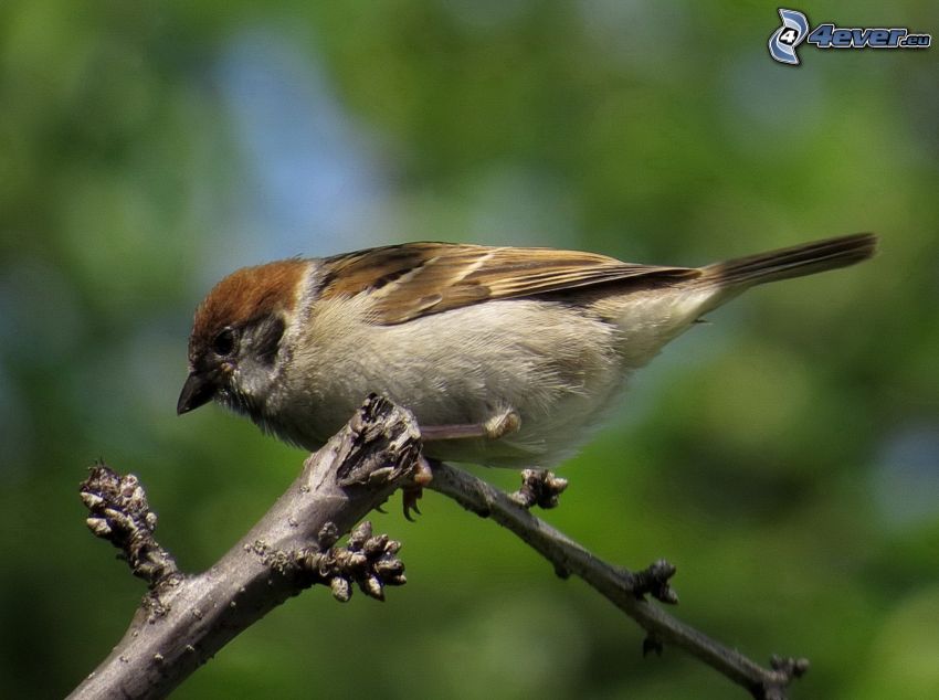 sparrow, twig