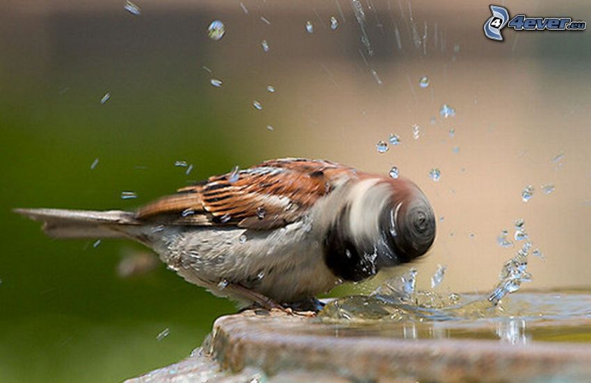 sparrow, water