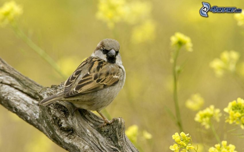 sparrow, wood, yellow flowers