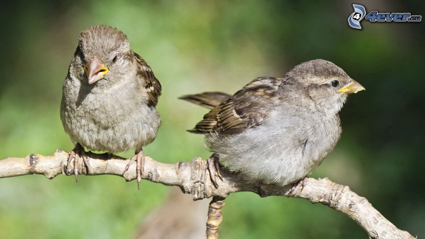 sparrows, twig