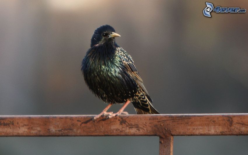 starling, fence