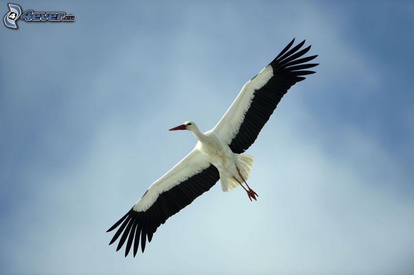 stork, flight, wings