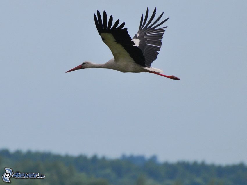 stork, flight