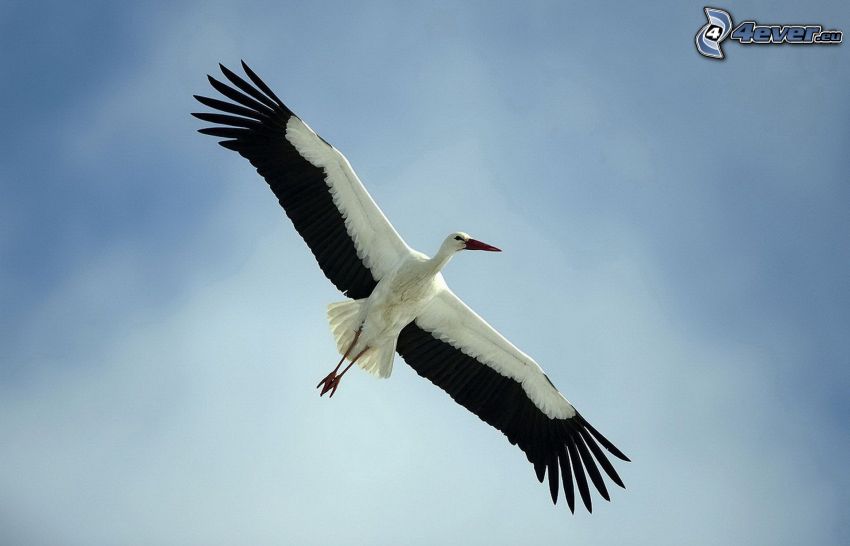 stork, flight