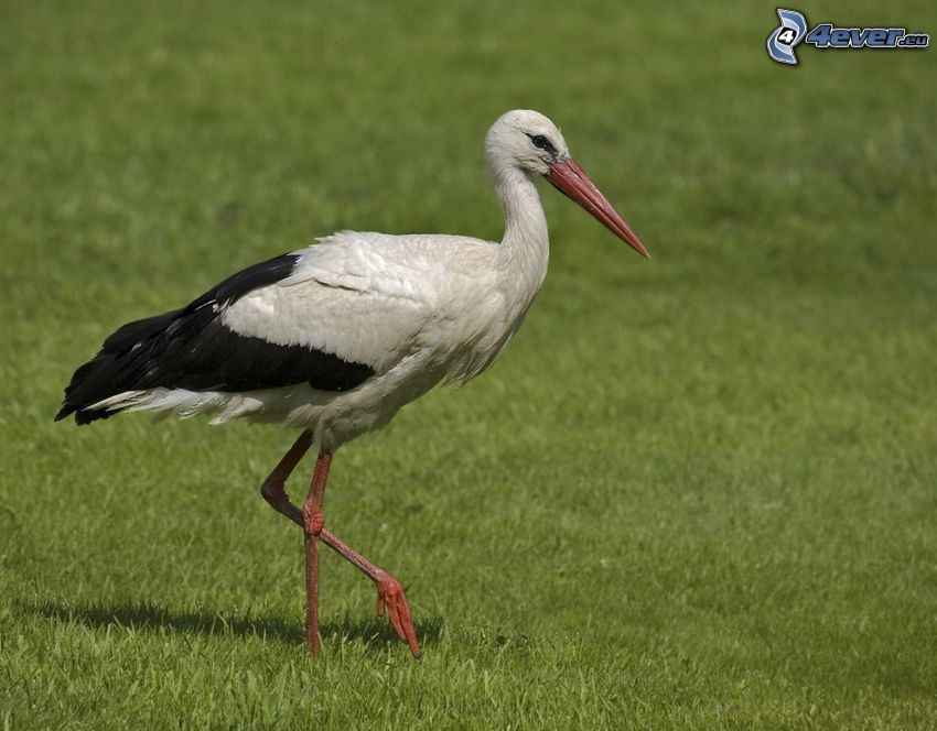 stork, grass