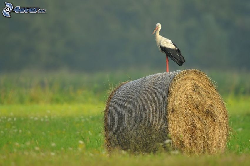 stork, hay after harvest