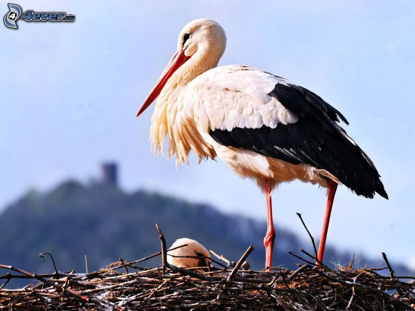 stork, nest, cub