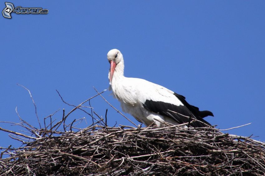 stork, nest