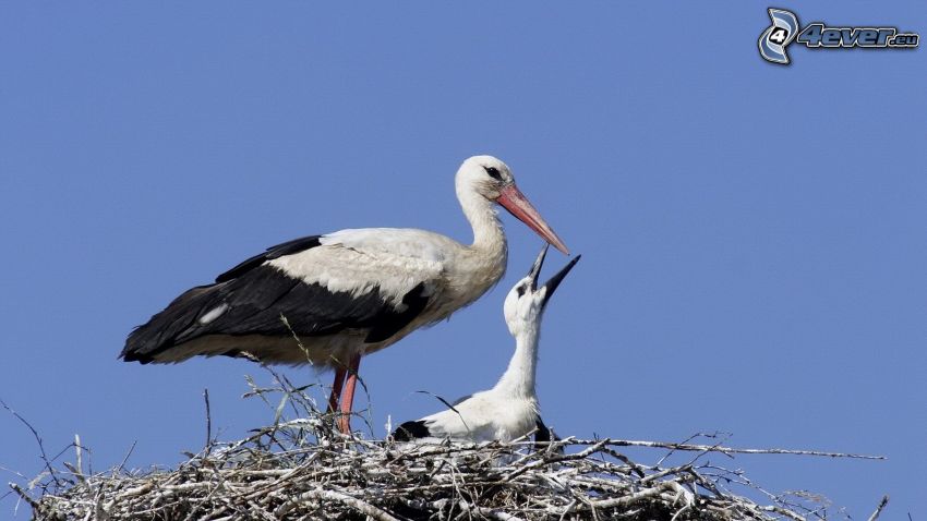 storks, cub, nest