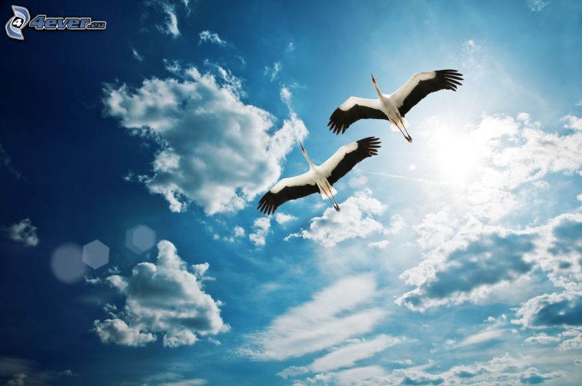storks, flight, wings, clouds