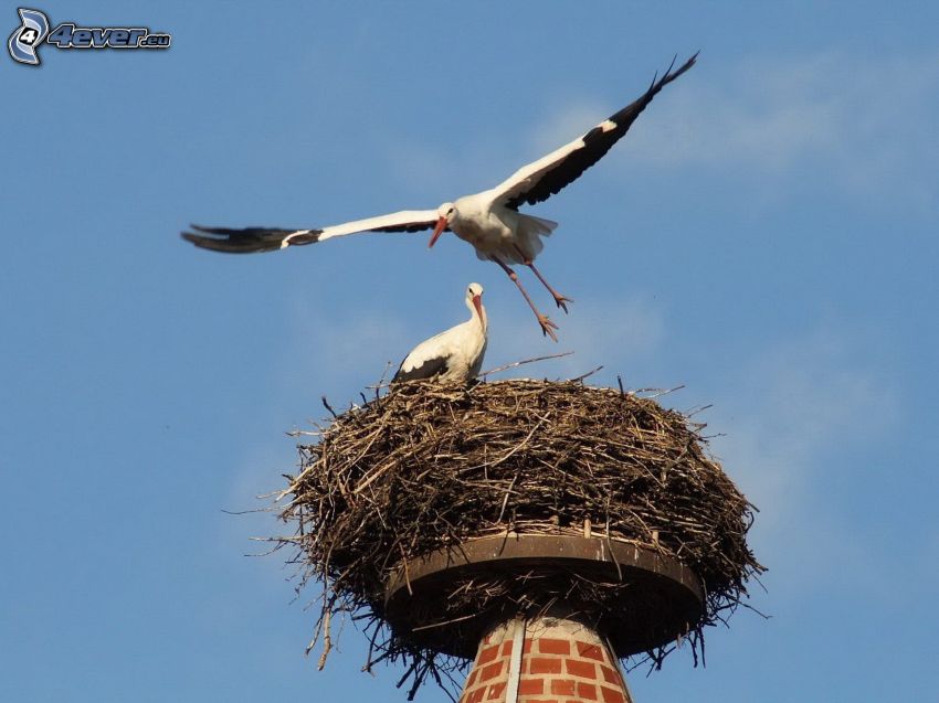 storks, nest