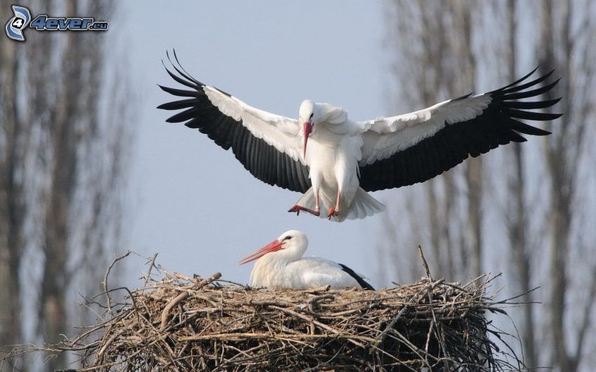 storks, nest