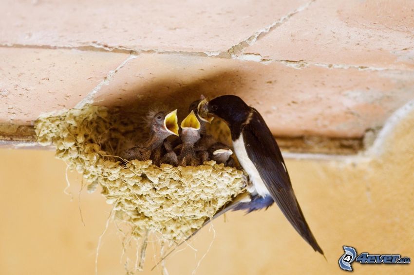 swallows, cubs, nest