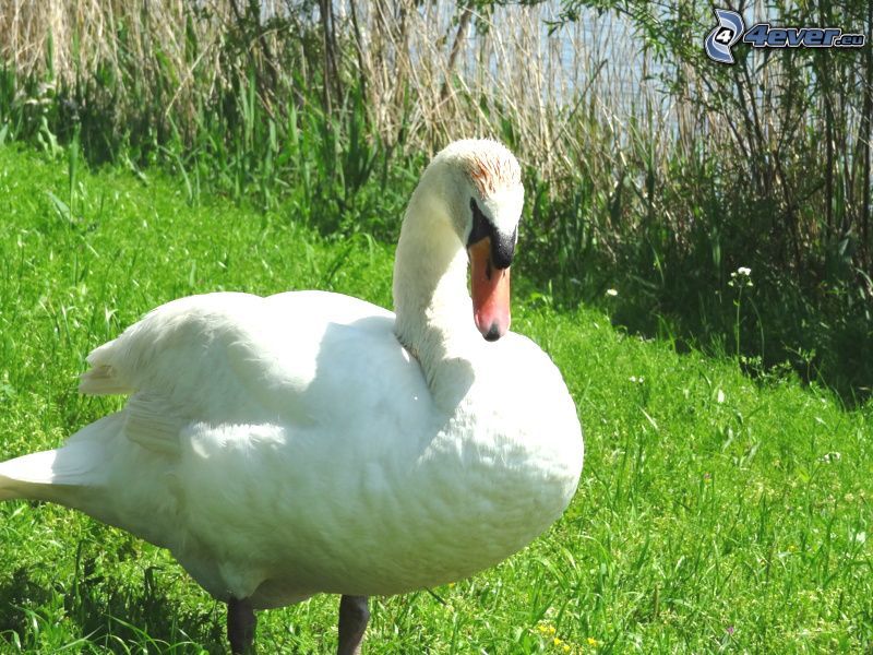 swan, grass