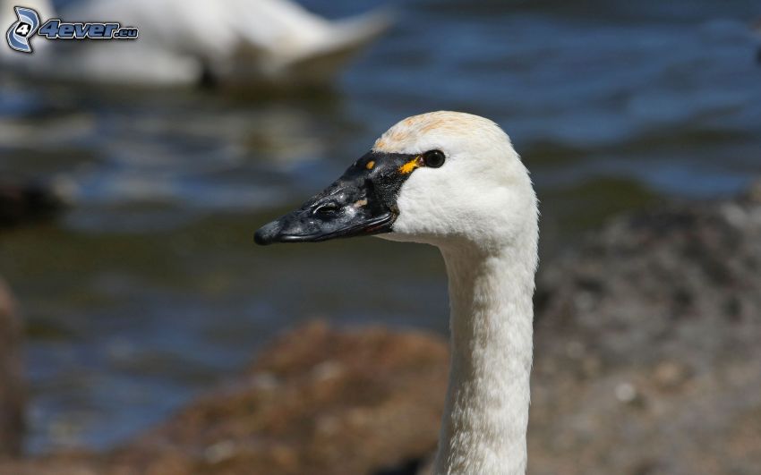 swan, head, neck