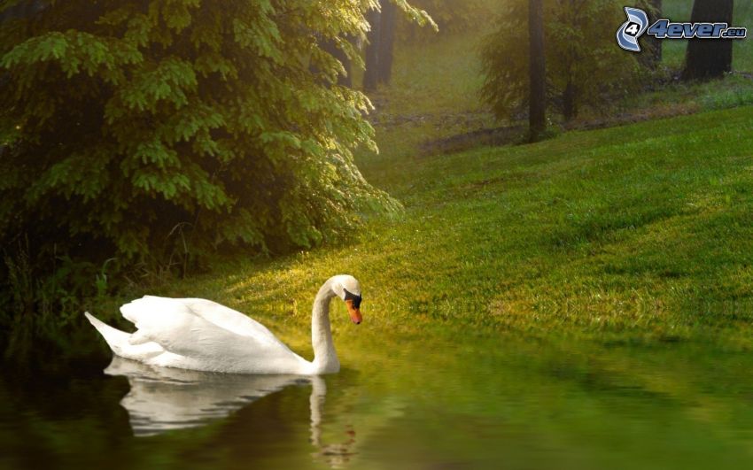 swan, lake, forest