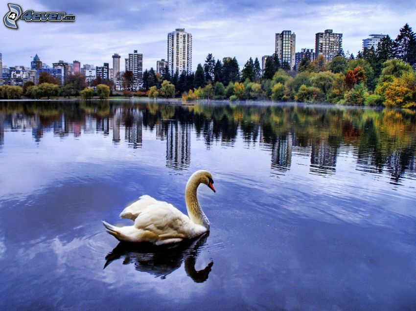 swan, lake, housing, colour trees