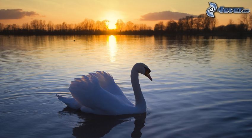 swan, lake, sunset at the lake