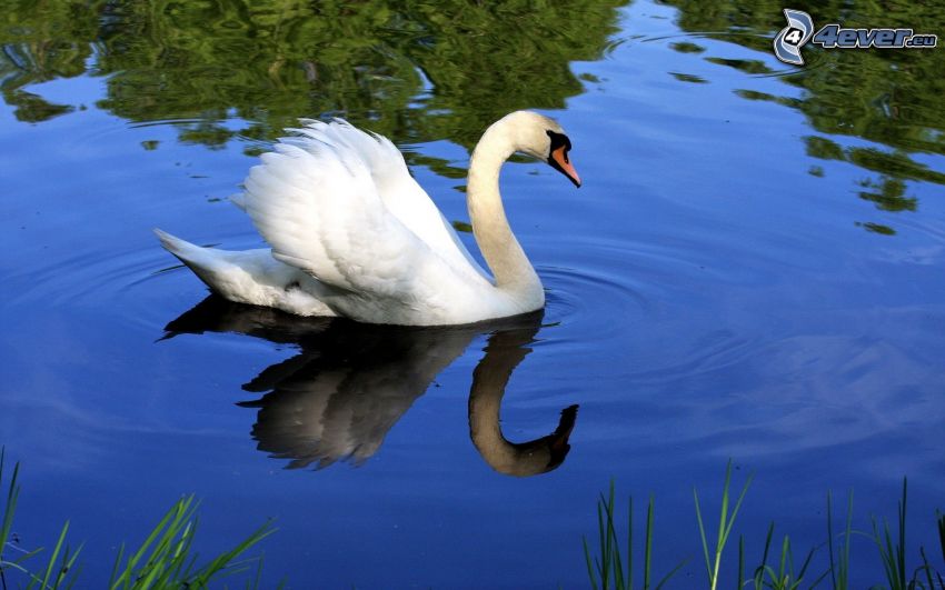swan, lake, water