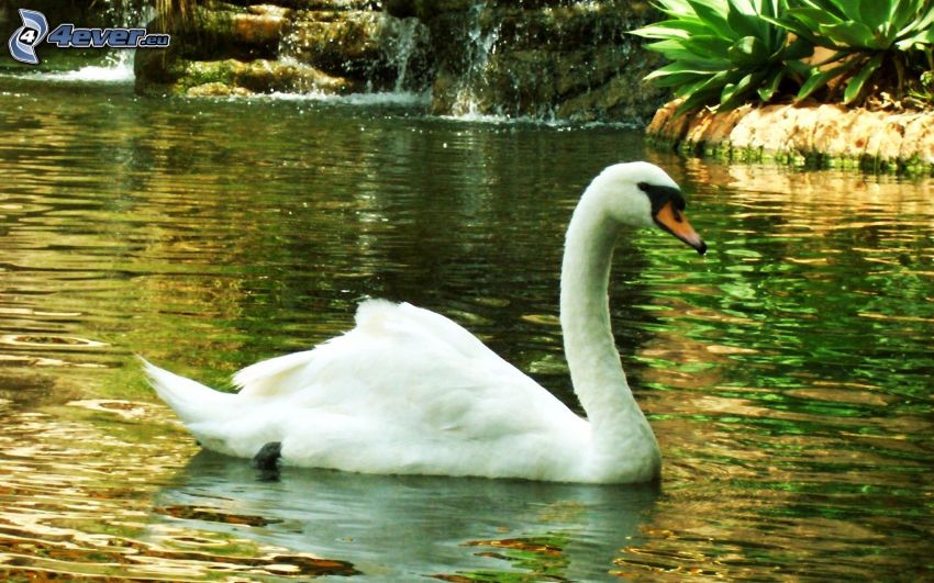 swan, lake