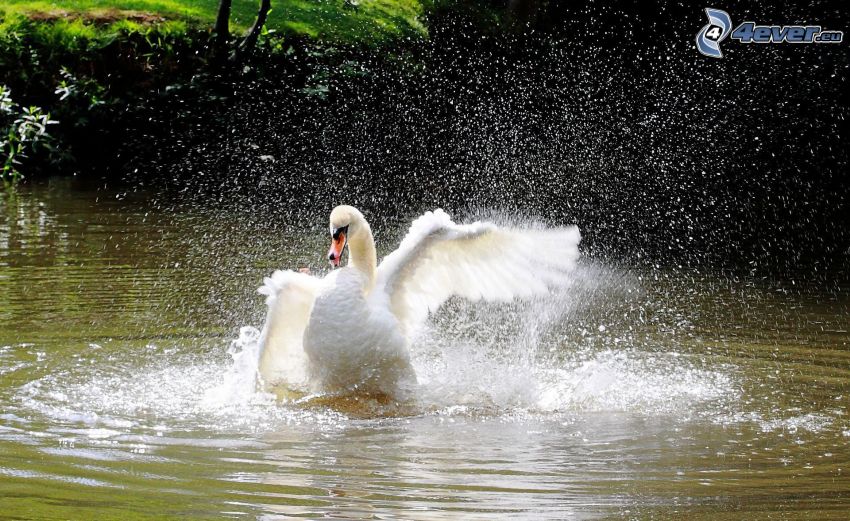 swan, landing, wings, water