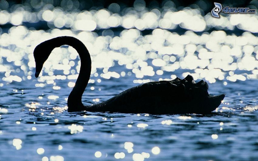 swan, silhouette