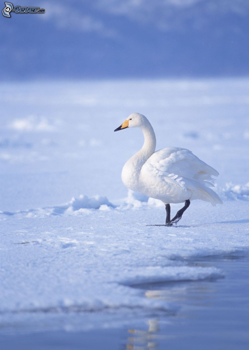 swan, snow