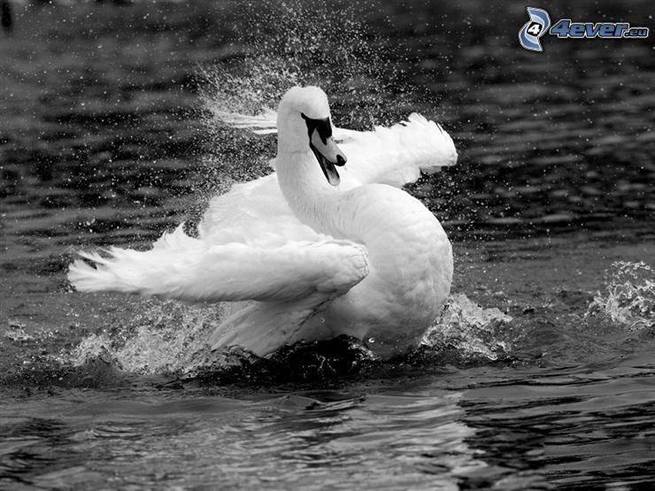 swan, water, black and white