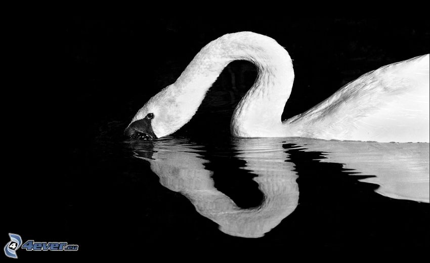 swan, water, black and white