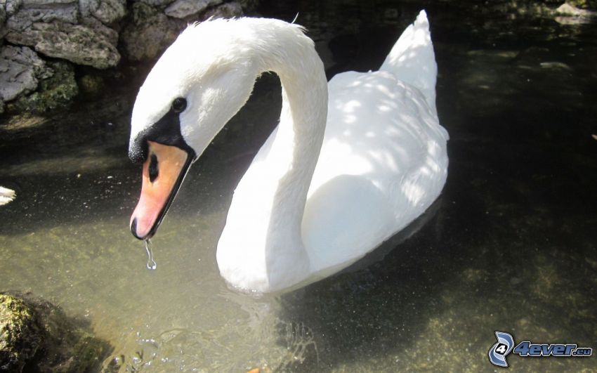 swan, water