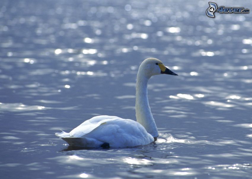 swan, water