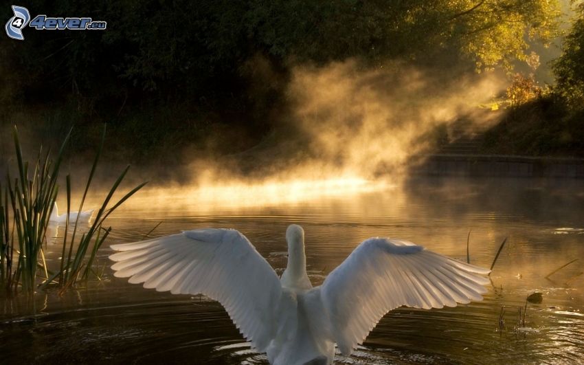 swan, wings, lake, sunbeams, reflection of the sun, trees