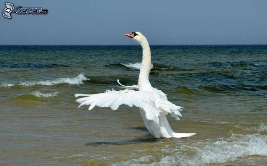 swan, wings, sea